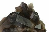 Dark Smoky Quartz Crystal Cluster - Brazil #137830-2